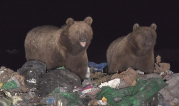Aç kalan boz ayılar çöplüğün müdavimi oldu