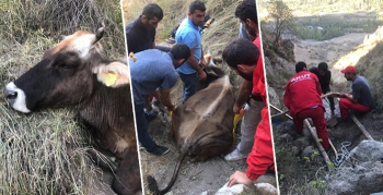 AKUT'dan filim sahnesi gibi inek operasyonu