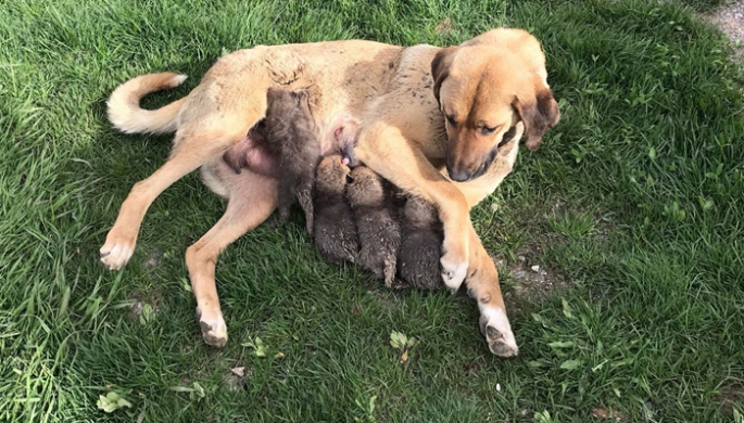 Annesiz kalan tilki yavrularına, Jandarma köpeği süt annesi oldu