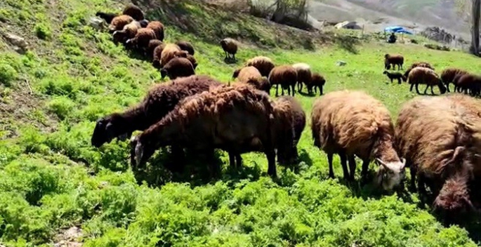 Besicilerde 'bahar' mutluluğu