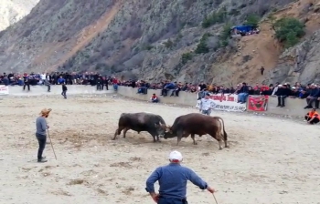 Boğa güreşlerinde heyecandan kalbi durdu