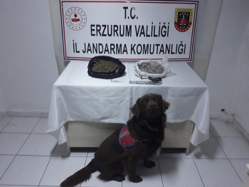 Çakıl'dan kaçıramadılar... 1 kilo bonzai yakalandı!