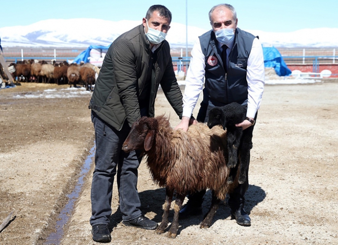 Erzurum çiftçisine anaç koyun keçi desteği