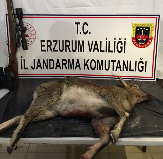 Erzurum'da dağ keçisi vuran şahsa 60 bin lira ceza