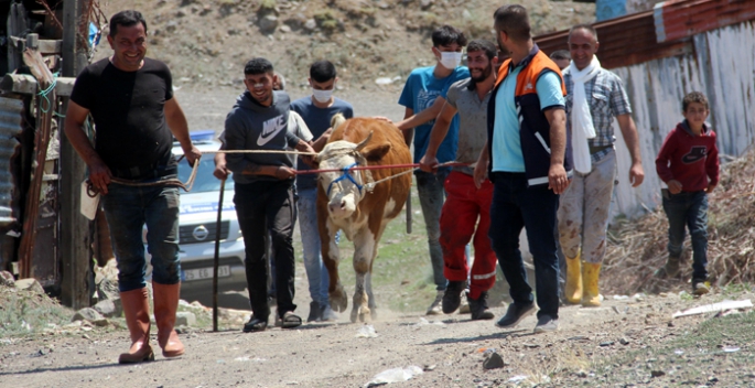 Erzurum’da kaçan kurbanlıklar ortalığı birbirine kattı