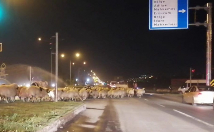 Karayoluna çıkan koyun sürüsü Erzurum'da trafiği durdurdu!