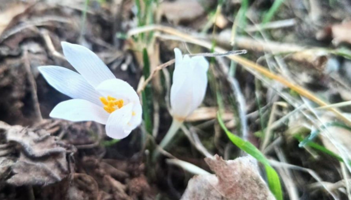 Erzurum'da  kardelenler açmaya başladı!