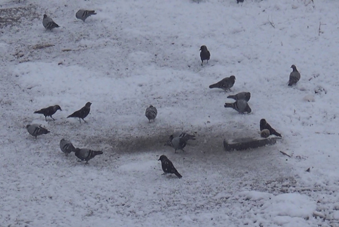 Erzurum’da soğuk hava ve sis etkili oluyor