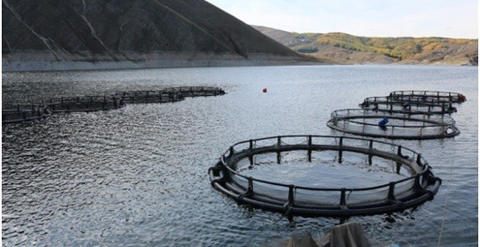 Erzurum’da su ürünleri yetiştiriciliği iki kat artacak