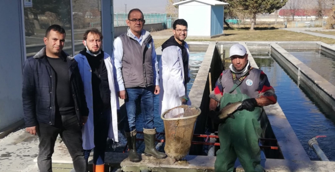 Erzurum'da uygulamalı balık sağımı