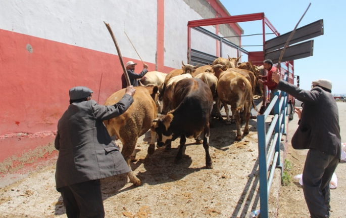 Erzurum'dan batı illerine kurbanlık sevkiyatı başladı