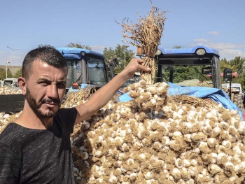 Erzurum, Erzincan ve Bayburt’ta sarımsak zam şampiyonu