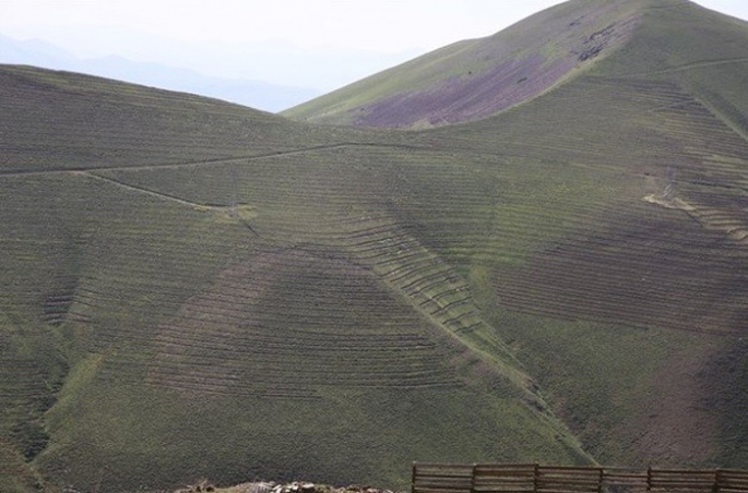 Erzurum Palandöken Kayak Merkezi ağaçlandırılıyor 