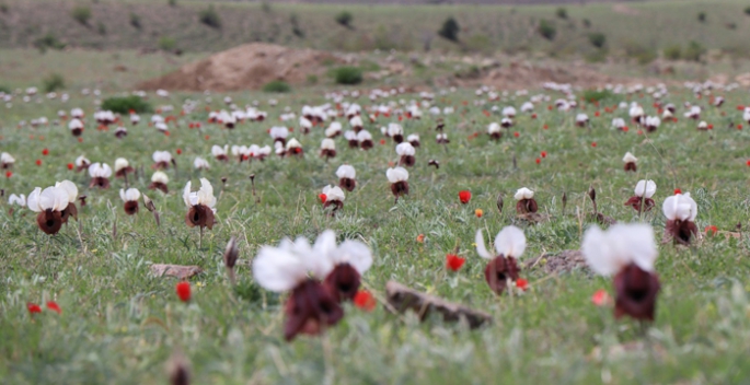 Iris Iberica çiçekleri göz kamaştırıyor