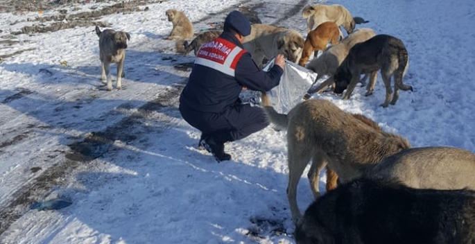 Jandarma yaban hayatı unutmadı