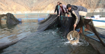 Erzurum'da balık hasadı