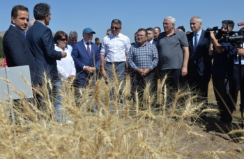 Erzurum’da buğday, arpa, yulaf, tritikale ve çavdar hasadına başlandı