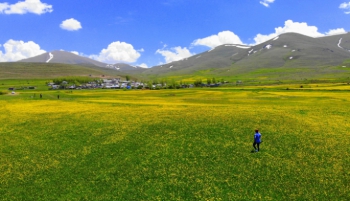 Erzurum'da sarı çiçek zamanı!