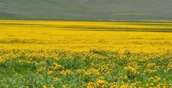 Mayıs çiçekleri görsel sunuyor