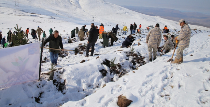 Kar altında binlerce fidanı toprakla buluşturdular