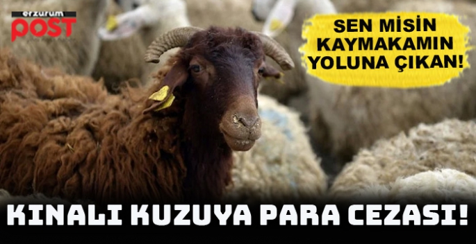 Konvoyunun önüne sürü çıkan kaymakam, çobana ceza kesti