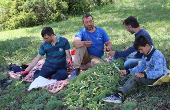 Oltu ve Olur’da Çaşır sezonu başladı