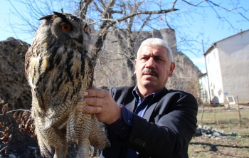 Oltu'da bulunan puhu kuşu tedavi altına alındı