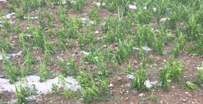 Oltu’da dolu yağışı ekili alanlara zarar verdi