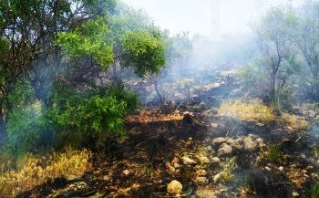 Pasinler Bademlik Ormanı'nda yangın